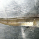 Pomatoschistus minutus. Wikimedia Commons